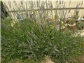 lavanda